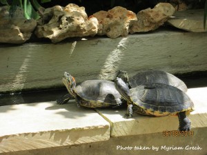 terrapins-Myriam-Grech