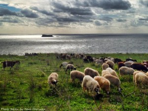 sheep dingli cliffs noel farrugia