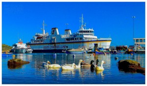 ducks at mgarr harbour joanne mohr