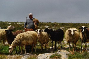 sheep doreen gauci