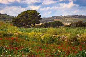 maltas countryside in spring burmarrad john borg