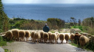sheep ghar lapsi Felix Cesare Photography
