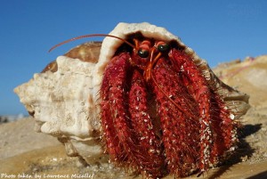 Large Hermit crab soaking the sun this morning at Marsaxlokk lawrence micallef