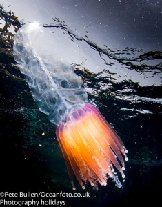 beautiful but dangerous jellyfish