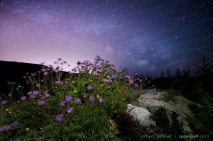 Milky Way rising over the Maltese national plant in flowes dingli gilbert vancell