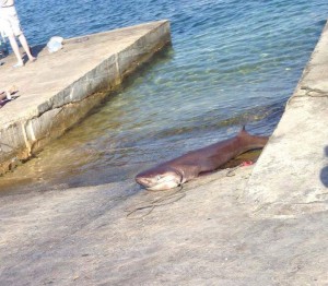 Shark caught in Malta. What's your opinion on this Good or Bad