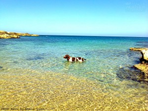 are-you-ready-for-your-first-swim-of-the-year-kalkara-dog-benny-scerri