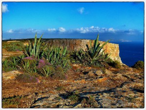 beauty of nature at ta cenc cliffs gozo joanne mohr