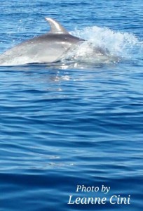dolphin leanne cini2