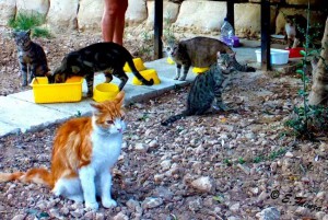 feeding the stray cats bbugia an act of kindness or an act of madness elizabeth faenza