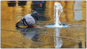 feeling better after a shower peter mohr