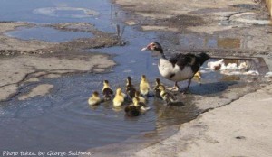 mother duck takes ducklings to cool off in some puddles at  Palumbo Malta Shipyards george sultana