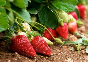 renata strawberries