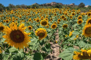 sunflowers in gozo serge natoli