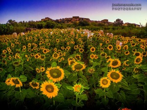 field of sunflowers in gozo Joe Demanuele Photography