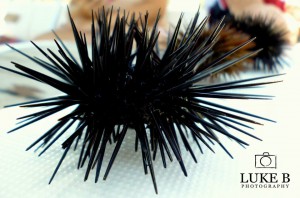 sea urchin luke baldacchino photography