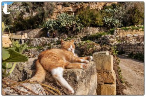 this is the life gozo joanne mohr