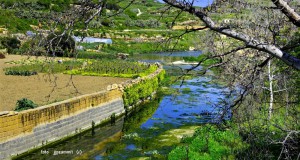 Beautiful! It looks like a river in Scotland or Canada but this stream is in fact at Marsalforn in Gozo! A big thanks to Joe Zammit for this lovely pic.