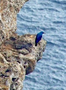 spotted at senap cliffs in gozo but what is it joseph bugeja