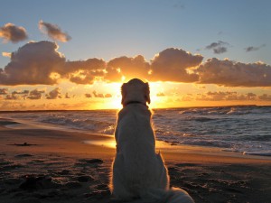 dog-watching-sunrise